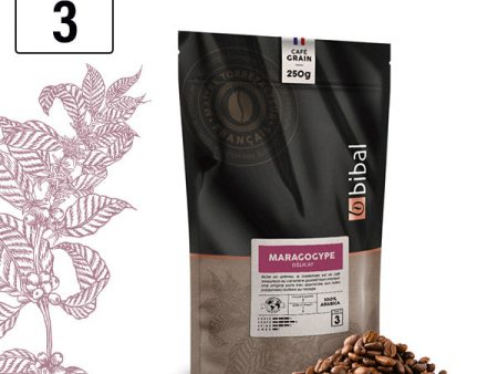 Café Maragogype Grain Sale